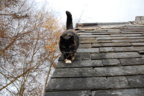 Кот на крыше
